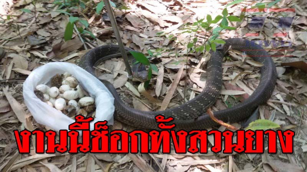 อสรพิษร้ายโคตรดุ ! เจ้าของสวนยางผงะเจองูบองตัวใหญ่ กำลังนอนฟักไข่ รีบโร่แจ้งกู้ภัยช่วยจับ แต่ไม่ง่ายอย่างที่คิด มันกลับสู้สุดใจ..!?