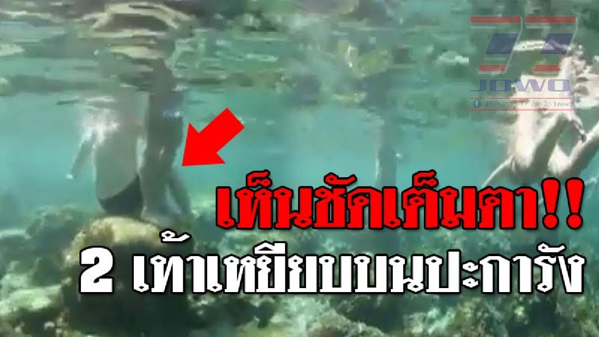 เห็นชัดเต็มๆตา ! โซเชียลร้อนระอุ เรือนำเที่ยวนำนทท.ต่างชาติ ดำน้ำเหยียบย่ำปะการัง แถมนทท.พูดจาท้าทาย "ไปแจ้งความได้เลยนะถ้าผิด"..!??