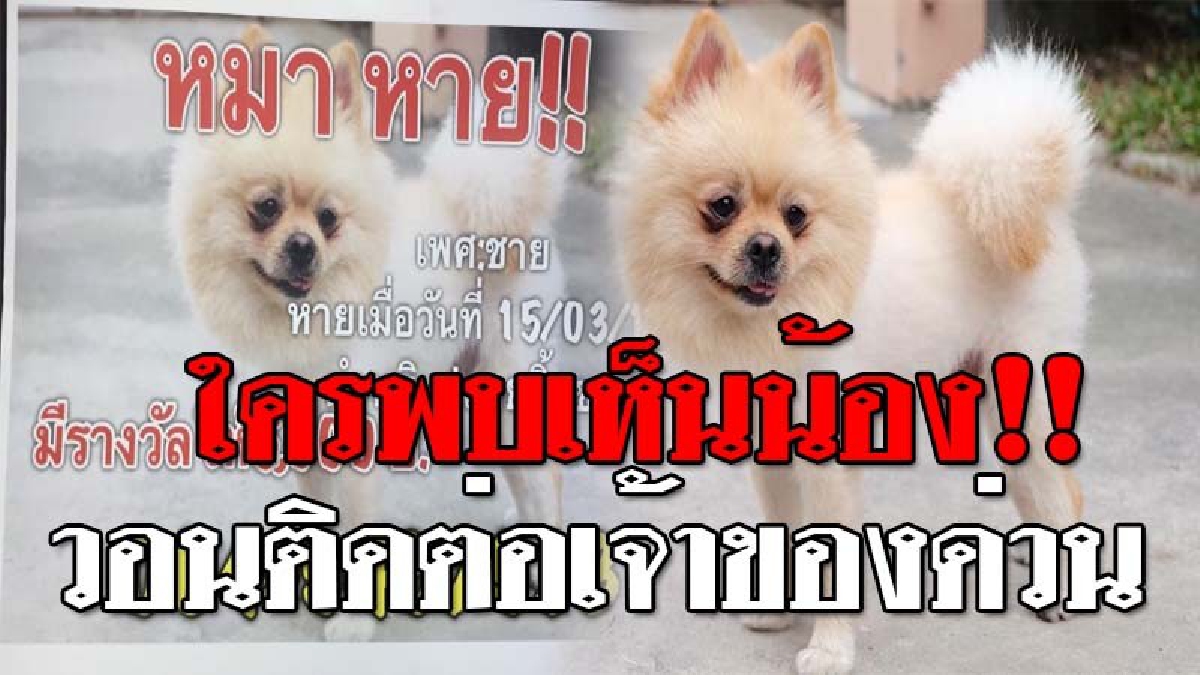แทบขาดใจ ! สาวเจ้าของสุนัขพันธุ์ปอมเมอเรเนี่ยน เพศผู้ ขนขาว น้องหายไป อยากวอนใครเก็บน้องไป ช่วยส่งคืนพร้อมจะให้สินน้ำใจ 5,000 บาท (คลิป)