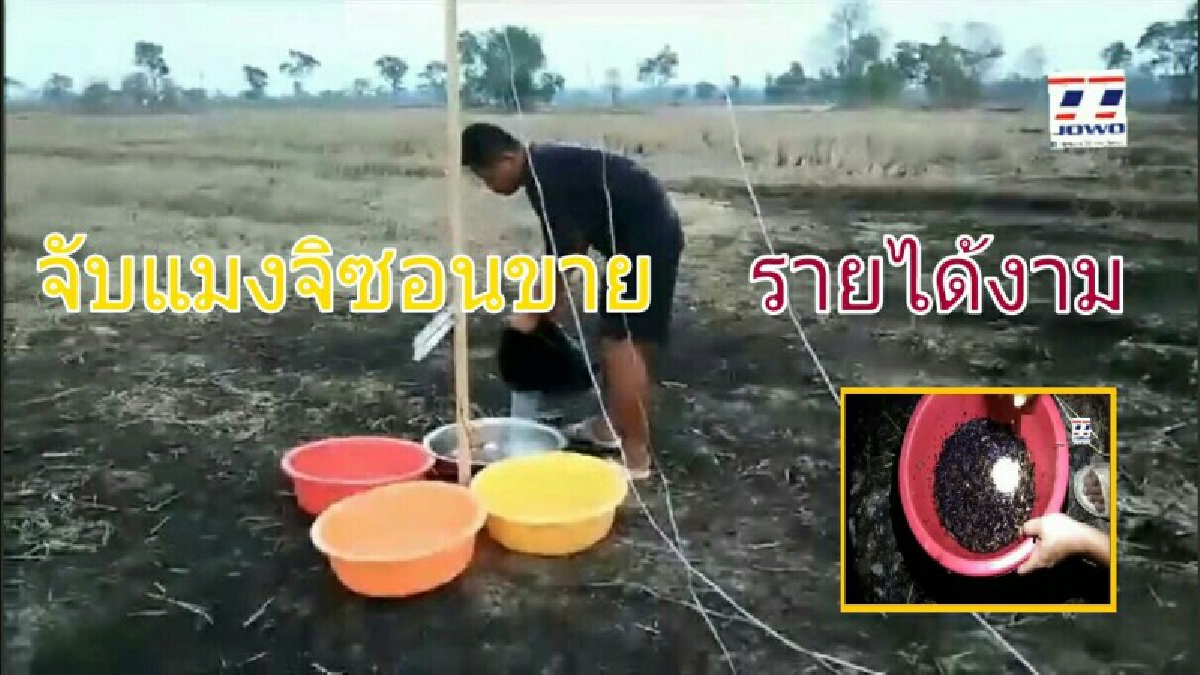 ขยัน..ไม่อดตาย !! ชาวบ้านใช้เวลาว่างยามค่ำ ออกหาดักจับแมงจิซอนขาย สร้างรายได้เสริม โดยใช้เครื่องขยายเสียงและไฟเปิดล่อ (ชมคลิป)