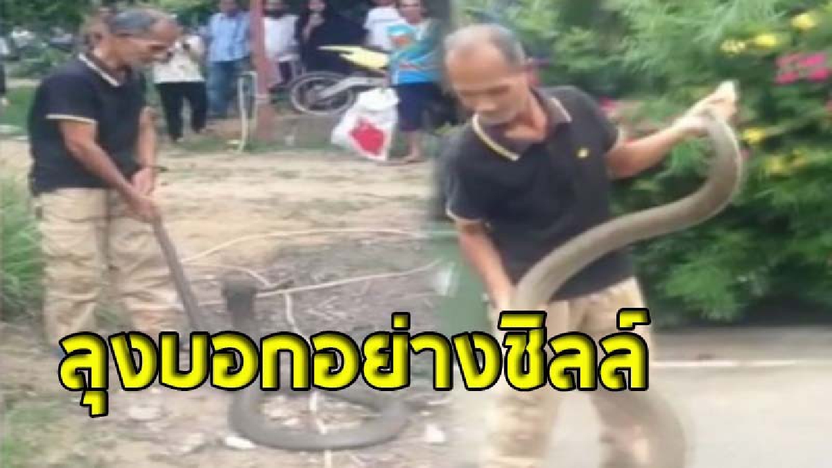 ของจริง ! เปิดคลิป "หมองูชั้นเซียน"  จับจงอางยักษ์ด้วยมือเปล่าแบบสบายๆ  (ชมคลิป)