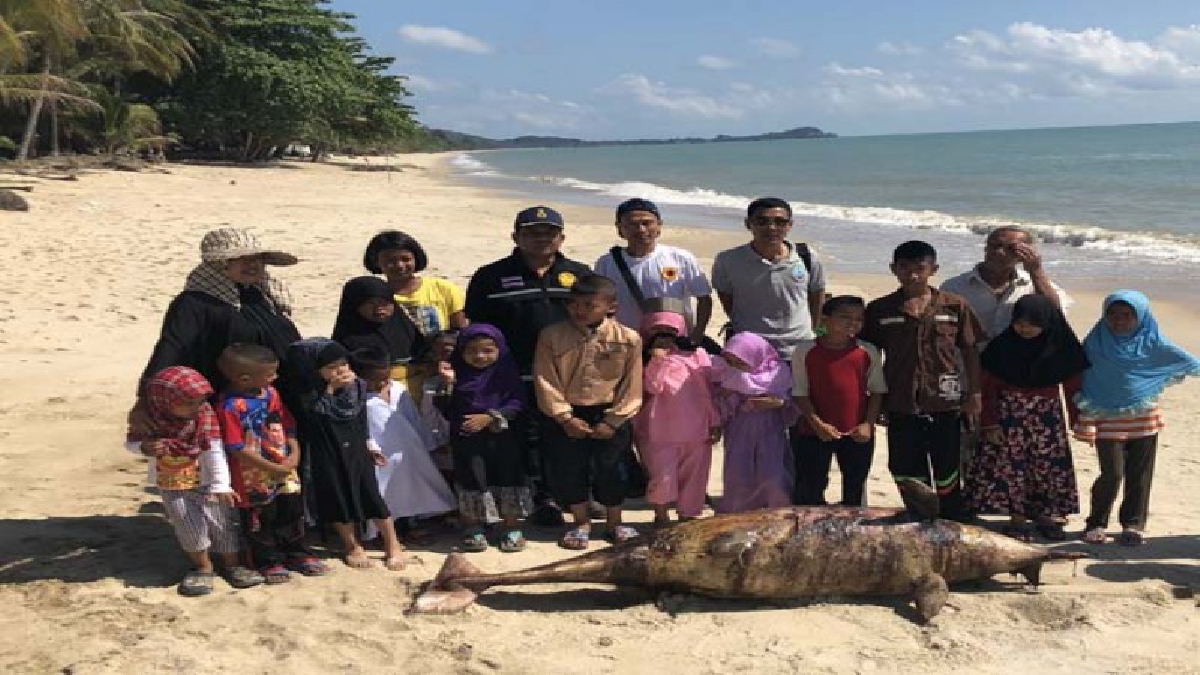 น่าเศร้า!! พบซากโลมาพันธุ์หลังโหนกสีชมพู ขนาดโตเต็มไว ลอยตายริมหาดสิชลนครศรีธรรมราช เผยเกยตื้นตายต่อเนื่องกว่า 10 ตัว!?(ชมคลิป)