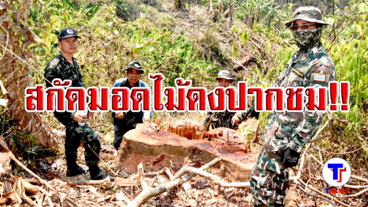 ปราบยังไงก็ไม่หมด..!! กอ.รมน.เลย-จนท.ป่าไม้ สกัดขบวนการมอดไม้ดงปากชม พบของกลางจำนวนมาก รวมมูลค่าประมาณ 1 ล้านบาท!? (ชมคลิป)