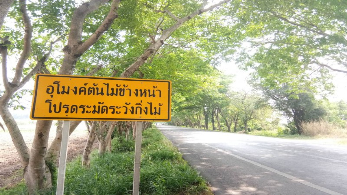 อันซีนไทยแลนด์!! โคราชพบถนนอุโมงค์ต้นไม้ ยาวกว่า 1 กิโลเมตร ร่มรื่นสวยงาม (มีคลิป)