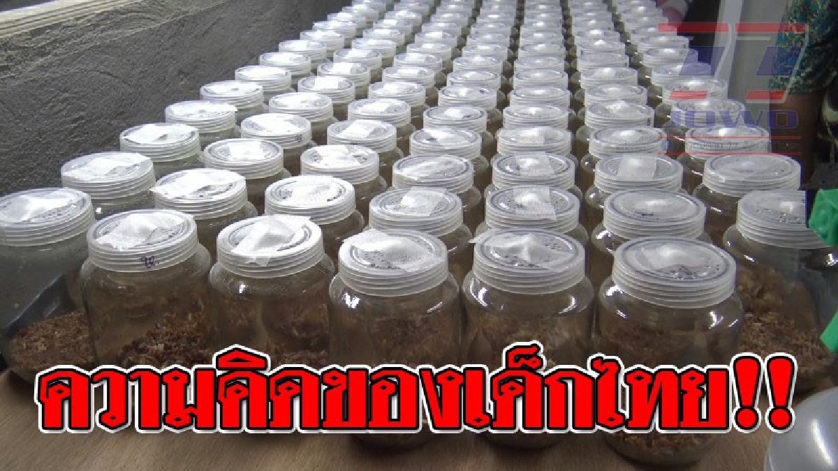 บอกได้คำเดียวว่าเจ๋ง ! นักศึกษาหนุ่มปี 3 เทดลองเพาะเห็ดถั่งเช่าสีทองในขวดแก้วในห้องติดแอร์ศึกษาเรียนรู้ด้วยตัวเอง สุดท้ายประสบความสำเร็จ