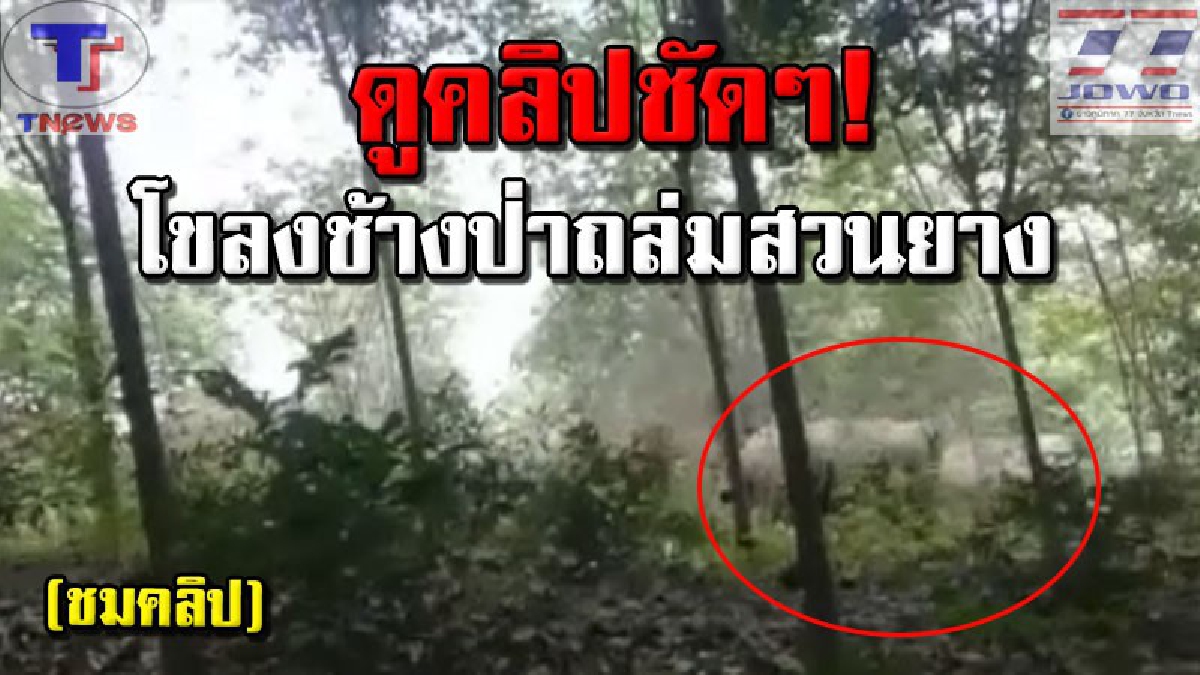 เปิดคลิปพลีชีพ !! ช้างป่ายกโขลงบุกสวน โค่นกินยอดอ่อนยางพารา ทำชาวบ้านเดือดร้อนหนัก! เสี่ยงตายอัดคลิปสุดระทึก (คลิปเหตุการณ์)