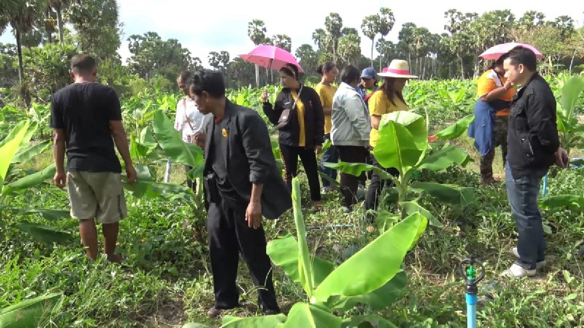 สมาชิกเกษตรแปลงใหญ่ดูสวนแตงโมเงินแสนเพื่อนำไปเป็นแบบอย่าง (ชมคลิป)