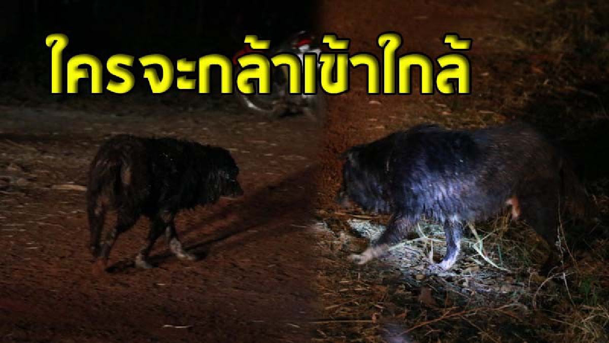 ผวาหนัก ! เปิดนาที "หมาต่างถิ่นติดเชื้อพิษสุนัขบ้า" เดินพลัดหลงเข้ามาในหมู่บ้านกลางดึก น้ำลายฟูมปาก ลิ้นห้อย เดินไม่เป็นทรง (ชมคลิป)
