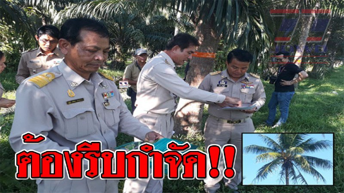 ศัตรูตัวฉกาจ ! จนท.เร่งคุมพื้นที่การแพร่ระบาด "หนอนหัวดำ" ในสวนมะพร้าว หลังถูกหนอนทำลายเสียหายมาหลายไร่ (ชมคลิบ)