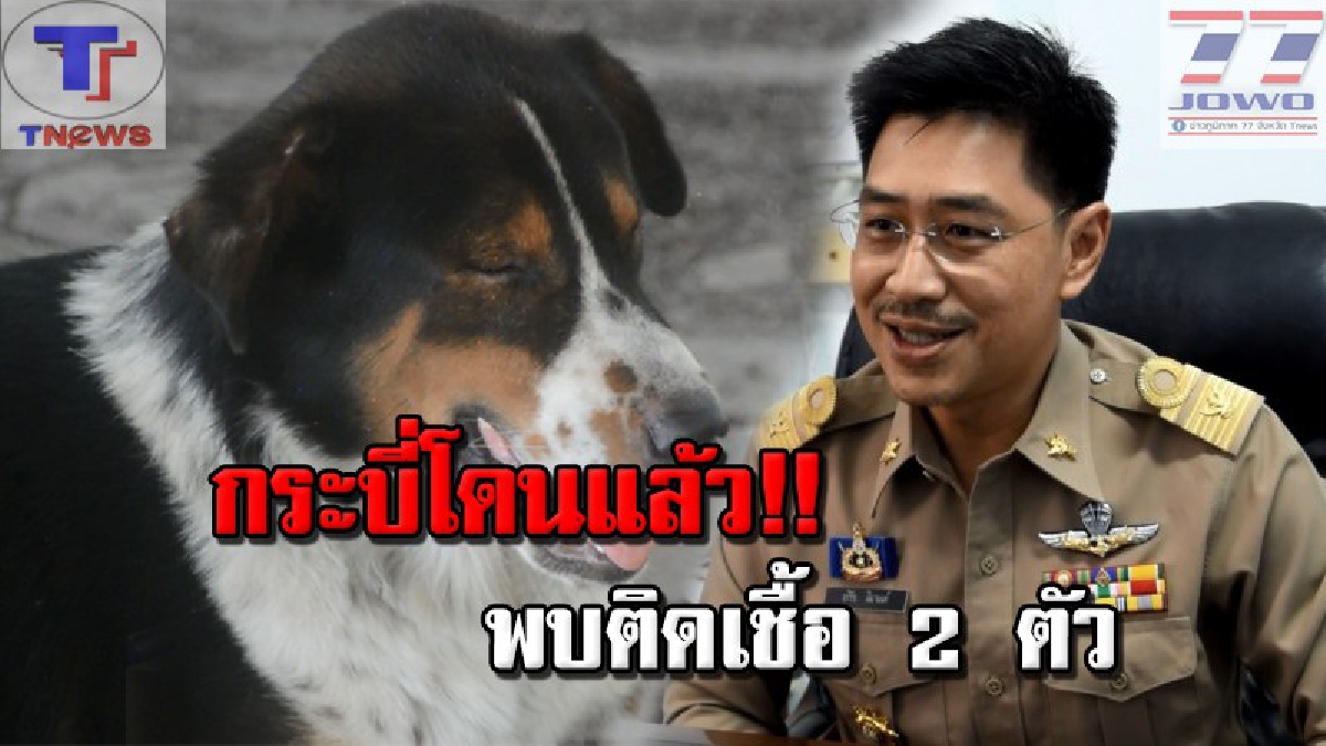 มันมาถึงแล้ว!!!! สสจ.เมืองกระบี่ เร่งเตือนประชาชน ระวังโรคพิษสุนัขบ้า หลังพบสุนัขติดเชื้อแล้ว 2 ตัว (คลิป)
