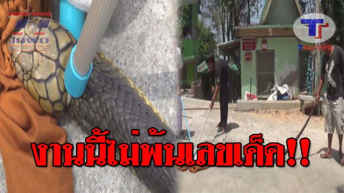 สำนักสงฆ์แทบแตก..!! งูจงอางยักษ์ ยาวกว่า 5 เมตร เลื้อยบุกเข้าสำนักสงฆ์ ทำเอาแตกตื่นกันทั้งบาง หลังเห็นใกล้ๆ ตัวมันใหญ่มาก!? (ชมคลิป)