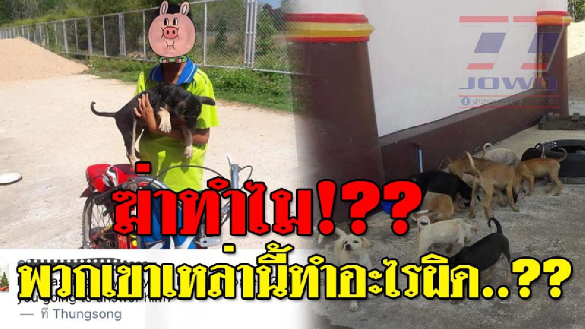 นี่หรือเมืองไทย!? ครูฝรั่งหลั่งน้ำตาถึงการกระทำของ จนท.หลังเริ่มปฏิบัติการ Set Zero "ฆ่าสุนัข" ตายเกลื่อน แม้แต่ลูกหมายังไม่เว้น (คลิป)