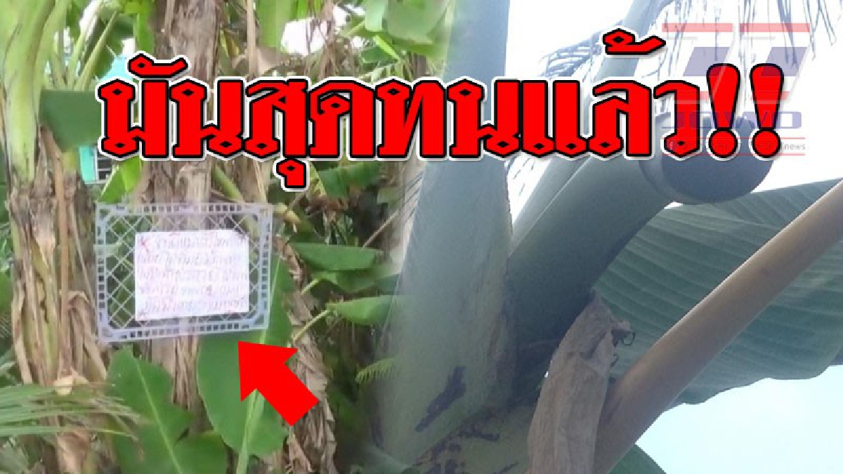 มันเกินไป!? 2 ตายายสุดทน หลังโดนแอบตัดต้นกล้วย 2 ครั้ง ขโมยมะพร้าวและพืชผัก นับครั้งไม่ถ้วน ตัดสินใจเขียนป้ายด่าประจานที่เห็นแล้วเจ็บจี๊ด!!