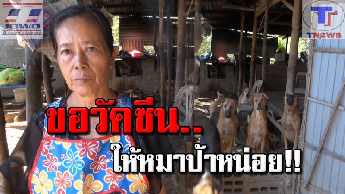#ขอวัคซีนทางนี้หน่อย..ฝูงสุนัขจรจรกว่า 40 ตัวของ "ป้าแมว" หญิงใจบุญยังไม่ได้ฉีดวัคซีนพิษสุนัขบ้า วอนหน่วยงานรัฐเข้าช่วยเหลือ (คลิป)