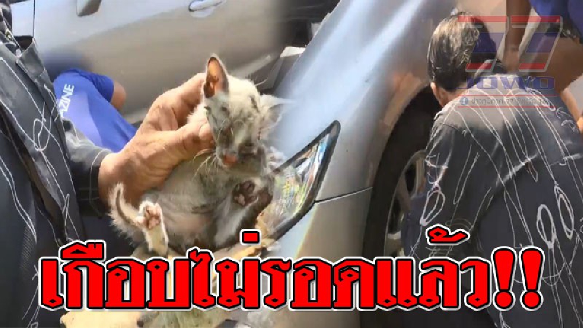 วินาทีชีวิต!! กู้กัยสุรินทร์ไลฟ์สดขณะช่วยเหลือ "แมวจรจัด" เล่นซนหัวเข้าไปติดคาอยู่ในซุ้มล้อรถเก๋ง หวิดไม่รอด..!?