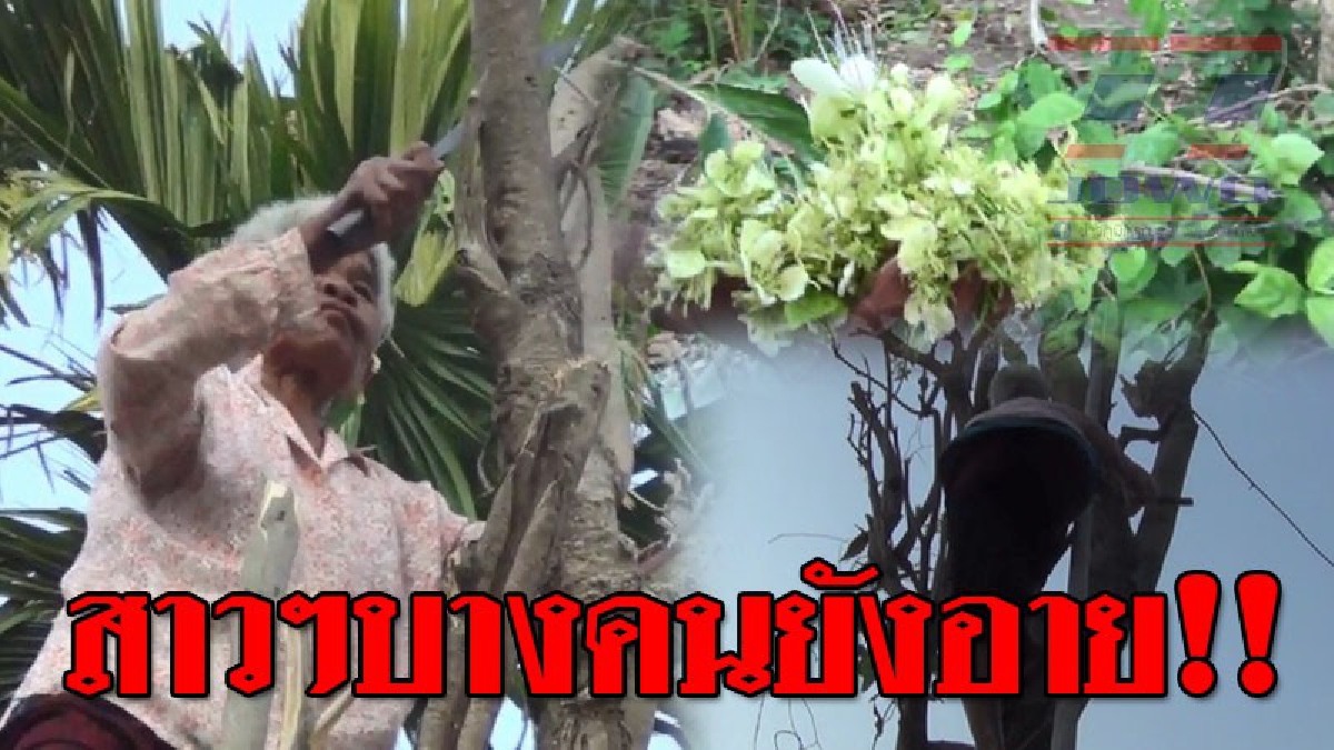 บอกได้คำเดียวโคตรเจ๋ง!! แม่เฒ่าเมืองช้างวัย 76 โชว์แกร่ง ปีนเก็บผักกุ่มอย่างกระฉับกระเฉง เหมือนวัยสาว เอามาขายสร้างรายได้..!? (ชมคลิป)