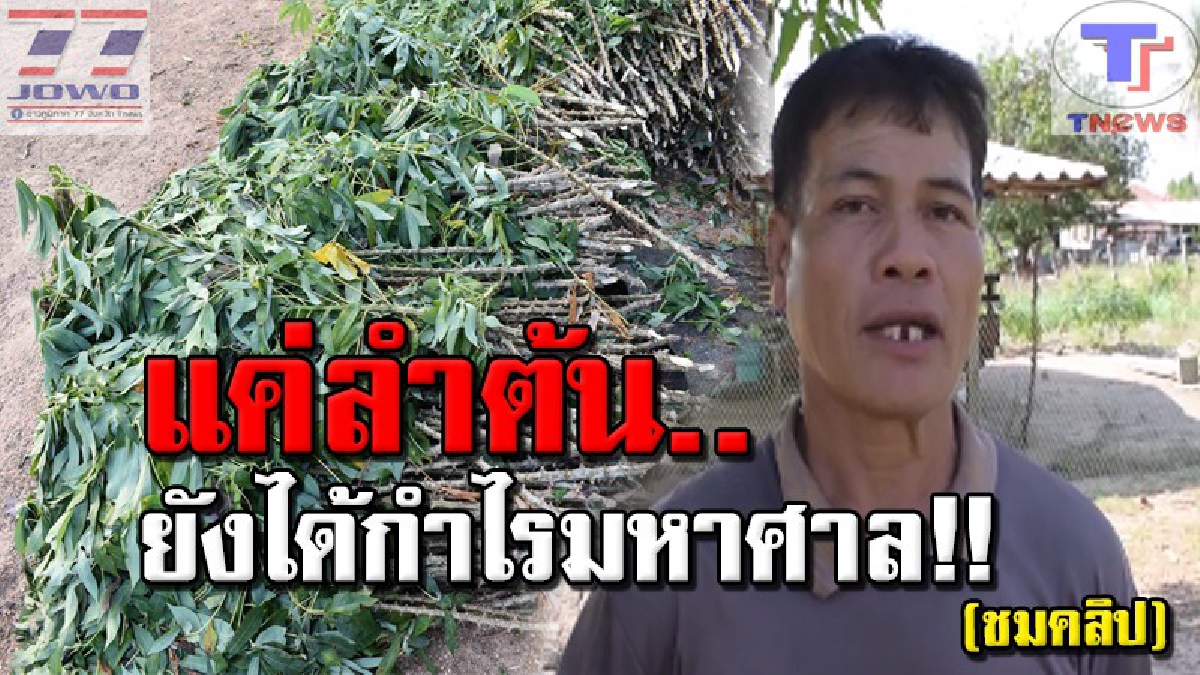 #รายได้อยู่ใกล้ตัว 2 ผัว-เมียชาวกาฬสินธุ์ไอเดียเก๋ หาเก็บลำต้นมันสำปะหลัง แปรรูปส่งฟาร์มเลี้ยงโค ออร์เดอร์พุ่ง กำไรงาม!! (คลิป)