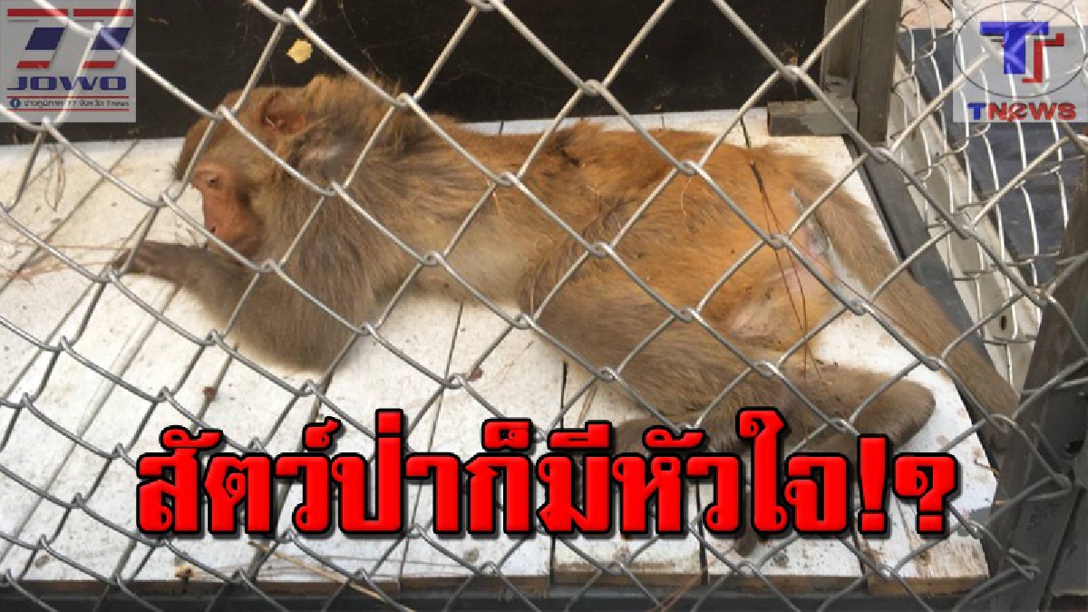 สิ้นสัญชาติญาณสัตว์ป่า..จากนี้จะอยู่ยังไง!! สลด..มนุษย์ใจร้าย จับลิงวอกปล่อยป่า หลังเลี้ยงดูแลต่อไม่ไหว เห็นสภาพเจ้าลิงยิ่งสงสารหนัก!?(คลิป)