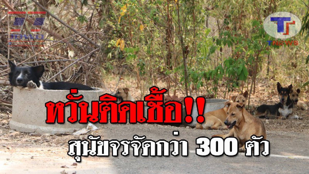 สุดเวทนา..!! เจ้าตูบยังถูกทิ้ง อยู่อย่างร้อนๆ ริมป่าทางขึ้นม่อนพระยาแช่ลำปาง ทำชาวบ้านหวั่นโรคพิษสุนัขบ้า!? (ชมคลิป)