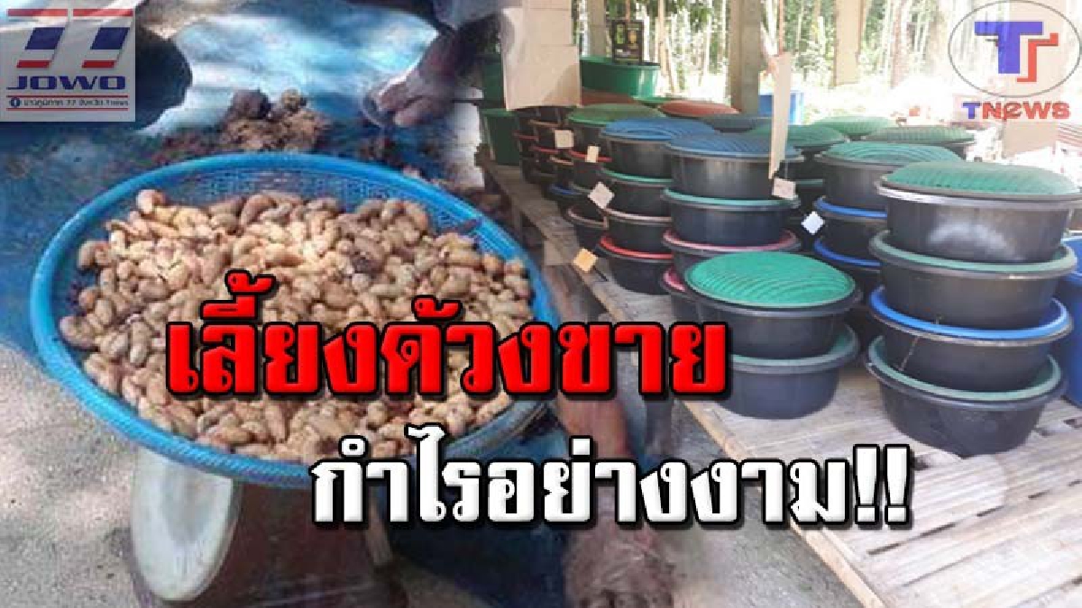ชาวบ้านเมืองคอนไม่ง้อราคาปาล์มและยางพาราที่ตกต่ำ หันมาเพาะเลี้ยงด้วงสาคูในกะละมังทั้งกินเองและขายได้รายได้งดงาม (ชมคลิป)