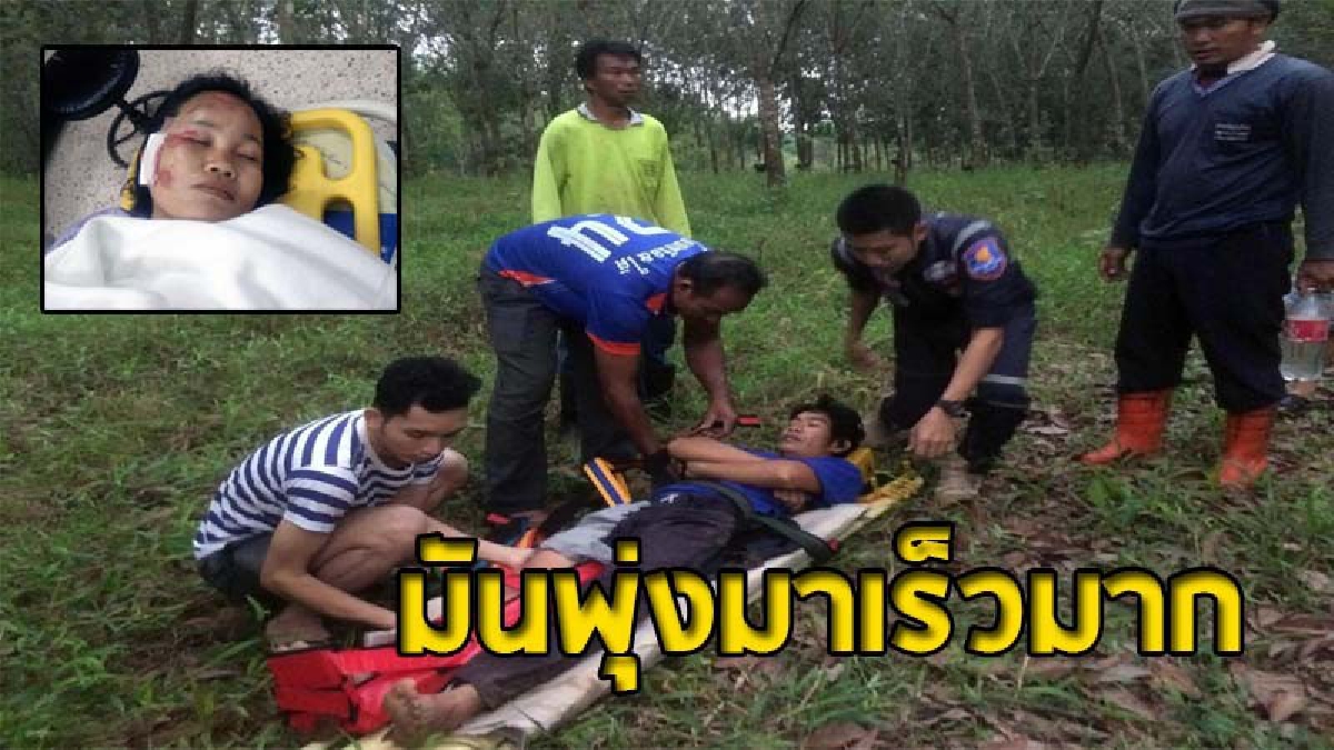 เปิดนาทีเฉียดตาย ! ช้างกระทืบ 2 ผัวเมียออกกรีดยางก่อนฟ้าสาง ผัวขาหัก - เมียโดนเตะเข้าหน้าจนสลบ (ชมคลิป)