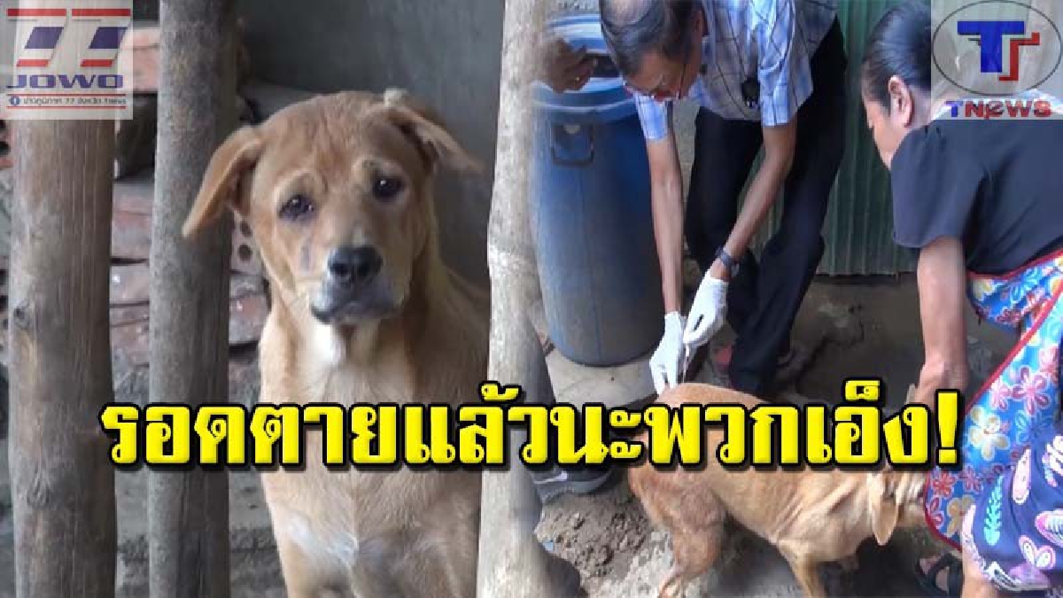 เจ็บแต่ทนได้!! ปศุสัตว์โร่ฉีดวัคซีน หมาป้าแมว 40 ตัว ปลอดภัยแล้ว
