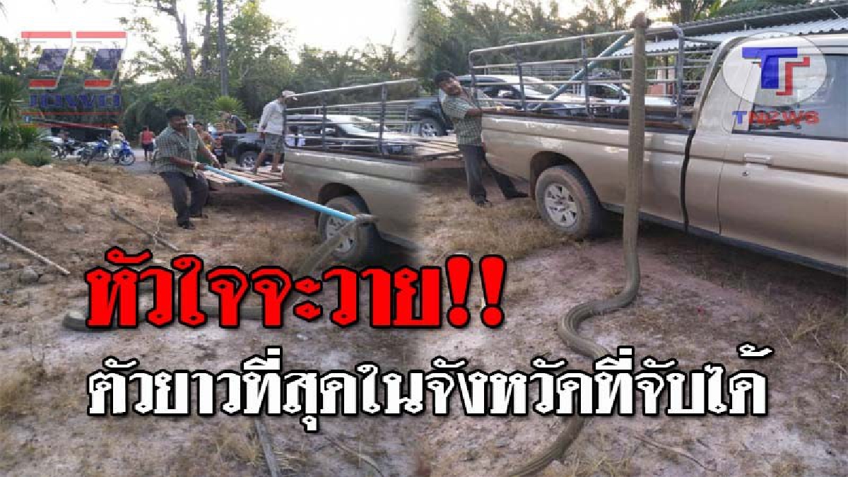 โคตรอสรพิษ..!! เปิดนาทีระทึก หลังชาวบ้านประจันหน้ากับ "งูจงอางยักษ์" ชูคอสูงระดับเดียวกับคน สุดทึ่ง ตัวนี้ยาวที่สุดในจังหวัดที่จับได้!?