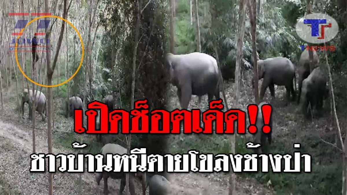 ทำเอาขวัญผวา..!! โขลงช้างป่า 8 ตัว พาลูกน้อยลงมาหากิน ในพื้นที่การเกษตร ช็อตเด็ดอยู่ที่ชาวบ้าน หนีตายแบบไม่คิดชีวิต (ชมคลิปชัดๆ)