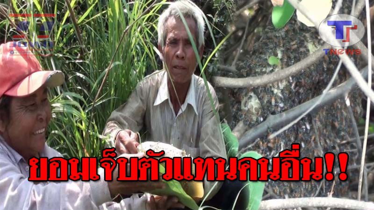 อาชีพแลกความเจ็บ..!! ชาวบ้านชุมชนวัดศรีธรรมราม ออกตระเวนหาผึ้งป่า ต้องยอมเจ็บตัว เพื่อแลกกับเงิน รายได้วันละ 1,000 บาท!? (ชมคลิป)
