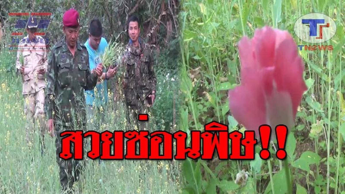 ทำลายให้สิ้นซาก..!! จนท.สนธิกำลัง ลงตรวจพื้นที่ หลังพบชาวบ้านแอบ "ปลูกฝิ่น" แซมต้นผักกาด กว่า 1 ไร่ ทั้งสวยซ่อนพิษ และผิดกฎหมาย!? (ชมคลิป)