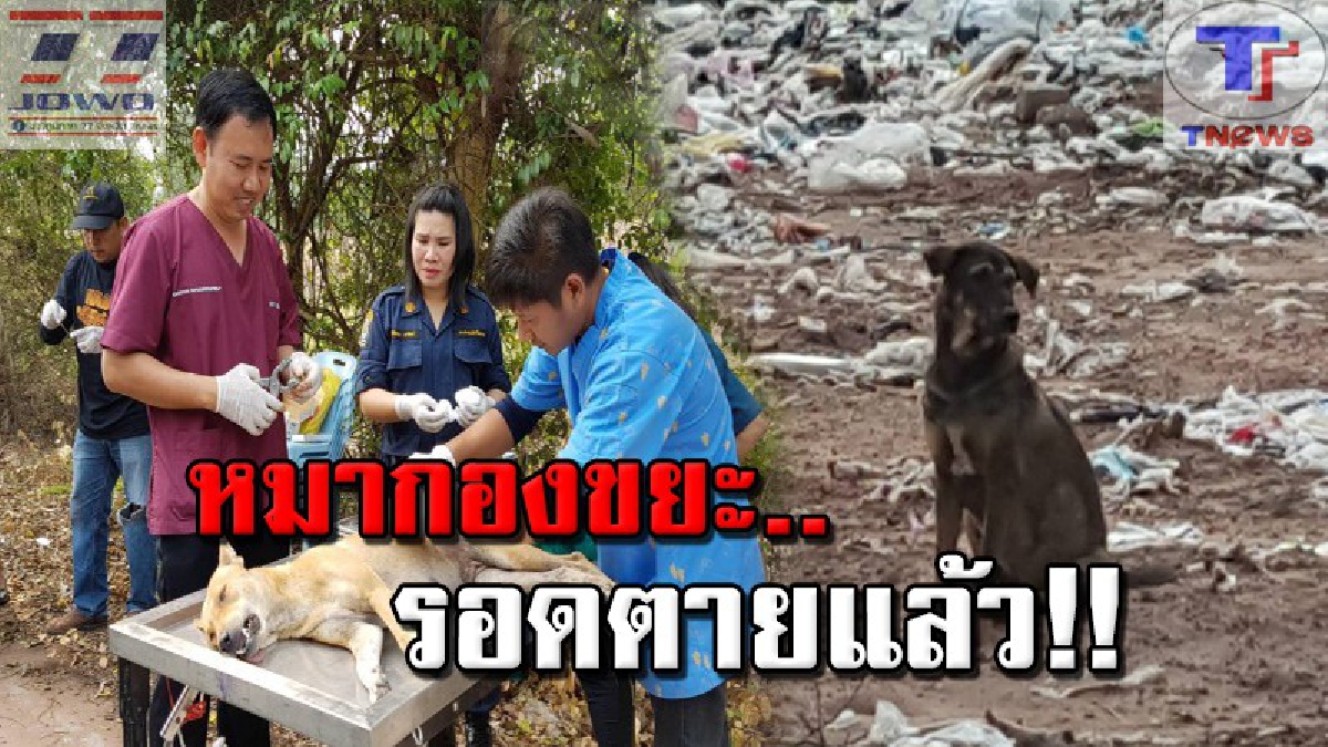 หายห่วงไปอีกหนึ่งเปราะ !! ปศุสัตว์ชัยนาท เร่งจับหมาจรจัดกว่า 50 ตัวตามกองขยะ ฉีดวัคซีนป้องกันพิษสุนัขบ้าแล้ว (มีคลิป)
