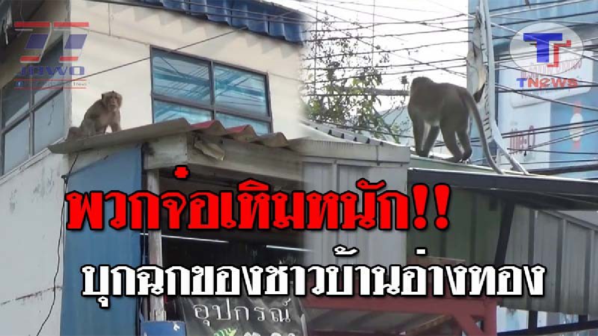 เอ็งเก่งกันเกินไปแล้ว..!! เจ้าลิงจ๋อลพบุรี แห่บุกตลาดอ่างทอง ชาวบ้านผวาหนัก หลังมันมีอาการทดุร้าย และขโมยข้าวของแบบไม่เกรงกลัวใคร!? (ชมคลิป)