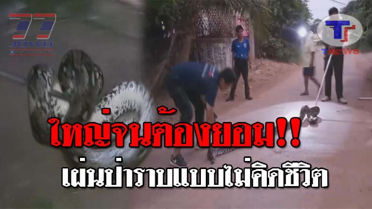 แม่เจ้าโว้ย..ตัวใหญ่จริง !! ลุงวัย62 ช็อคตาตั้ง จะไปเก็บของหลังบ้าน เจอจังๆ "งูเหลือมยักษ์" ทำเอาเผ่นป่าราบ โร่แจ้งกู้ภัยช่วยจับอย่างด่วน!?