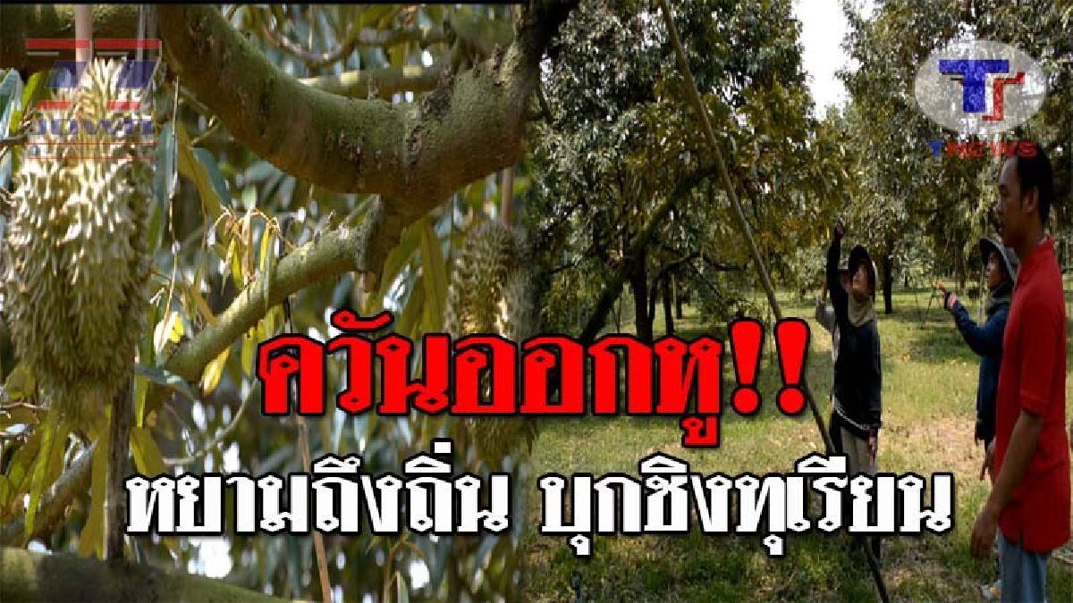 หากินง่าย..!! โจรแสบ ขโมยทุเรียนสุกคาต้น ชิงหน้าเจ้าของสวน ออกอาละวาด จนชาวสวนนอนผวา วอนตร.เร่งตามจับตัวด่วน!? (ชมคลิป)