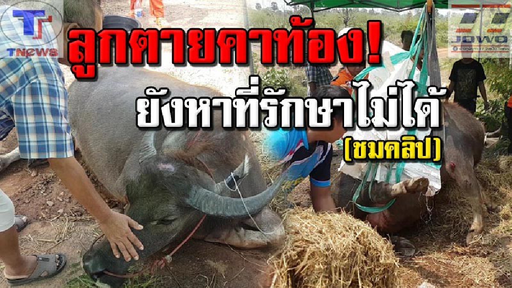 สะเทือนใจทั้งประเทศ !! วอนพลังโซเชียลหาคนช่วยด่วน "แม่ควายท้องแก่ถูกรถชนสาหัส" ล่าสุดสลด! เสียลูกน้อยไปแล้ว แต่ยังหาที่รักษาไม่ได้ (คลิป)