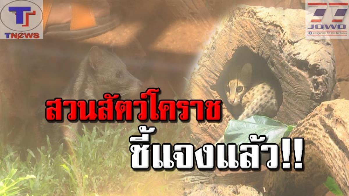 สวนสัตว์โคราชยัน.."ไม่มีเชื้อไข้หวัดนกระบาดในสวนสัตว์" เผยปีที่ผ่านมาเคยตรวจพบเชื้อจริง! แต่ก็สามารถควบคุมโรคได้ (คลิป)