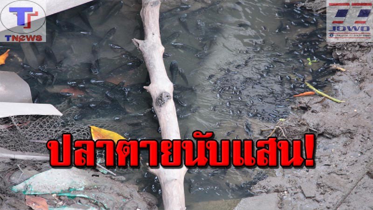 ชาวบ้านแหลมฉบังเก่าผวา !! ปลานับแสนตัวลอยคอ ร้องโรงงานปล่อยน้ำเสียทำปลาตายเกลื่อน แจ้งเรื่องแล้วแต่เงียบกริบ (มีคลิป)