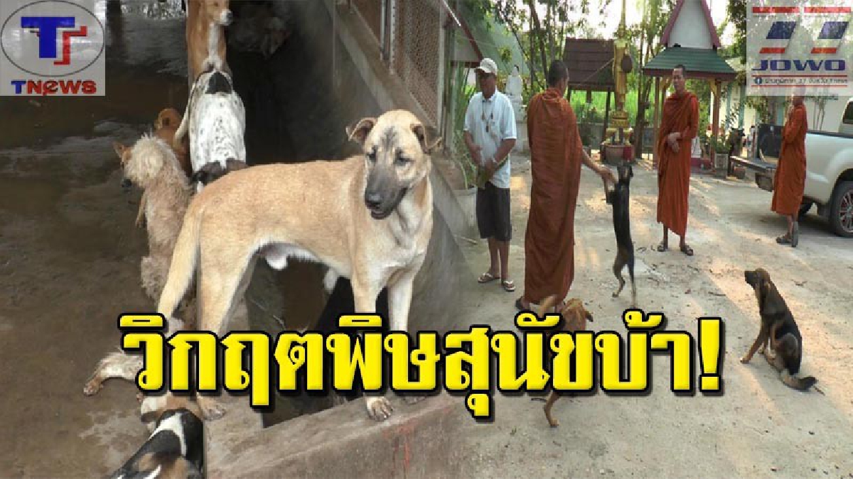 นาแกผวา !! สั่งกักสุนัข-แมว เกือบ 2 พันตัวในเขตพิษสุนัขบ้าระบาด ระดม จนท. เร่งฉีดวัคซีน&nbsp;เตือนชาวบ้าน! เฝ้าระวังดูอาการ สุนัขใกล้ชิด (คลิป)