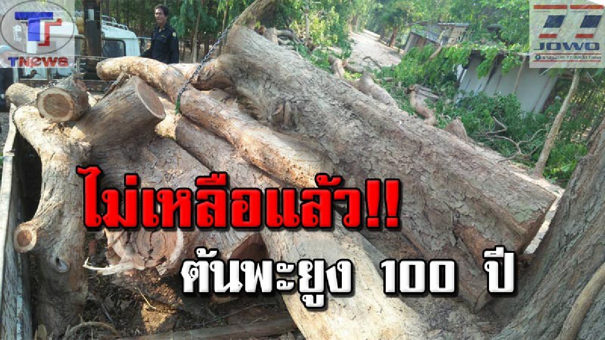 ชั่วไม่กลัวนรก !! มอดไม้เหิมหนัก ลอบตัดไม้พยุงขนาดใหญ่ หลายคนโอบ อายุกว่า 100 ปี หน้ากุฏิเจ้าอาวาสวัดดังเมืองช้าง