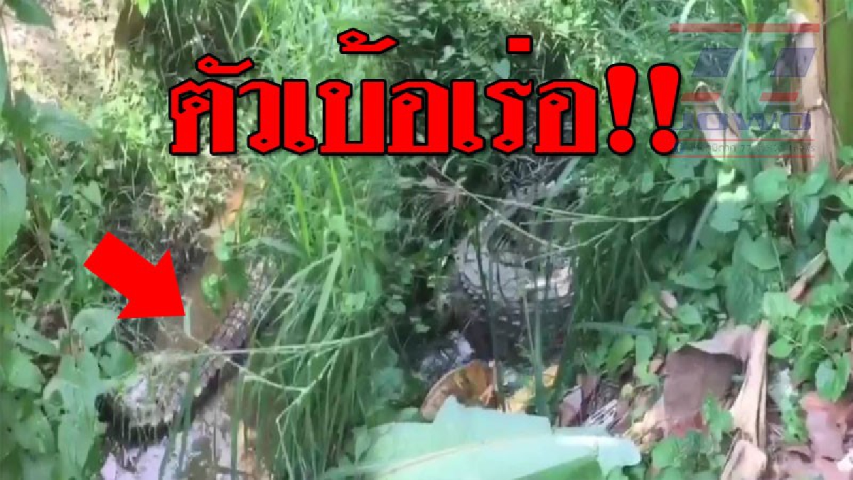 ผวาตาตั้ง ! “ไอ้กล้า” จระเข้วัดบึงราชาวาส หลุดเข้าบ้านประชาชน นอนใจเย็นจ้องเด็กเล่นน้ำ เคราะห์ดียายเด็กเห็นก่อน ไม่งั้นไม่รอด (ชมคลิป )