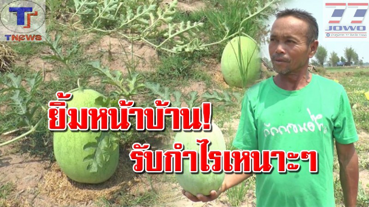 รวยกันทั่วหน้า..!! เกษตรกรชาวนาหันมาปลูกแตงโมอินทรีย์ปลอดสาร ส่งขายได้ราคาสูงถึงกิโลกรัมละ 15 บาท (คลิป)
