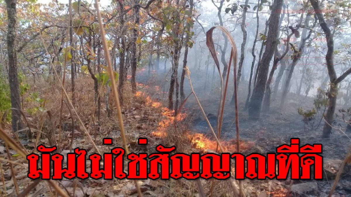 #มันกำลังแผดเผา ! ป่าหลายร้อยไร่ถูกเผา ไฟป่ายังลุกไหม้เป็นบริเวณกว้างบนดอนหัวโท เชียงดาวและดอยแม่แตง