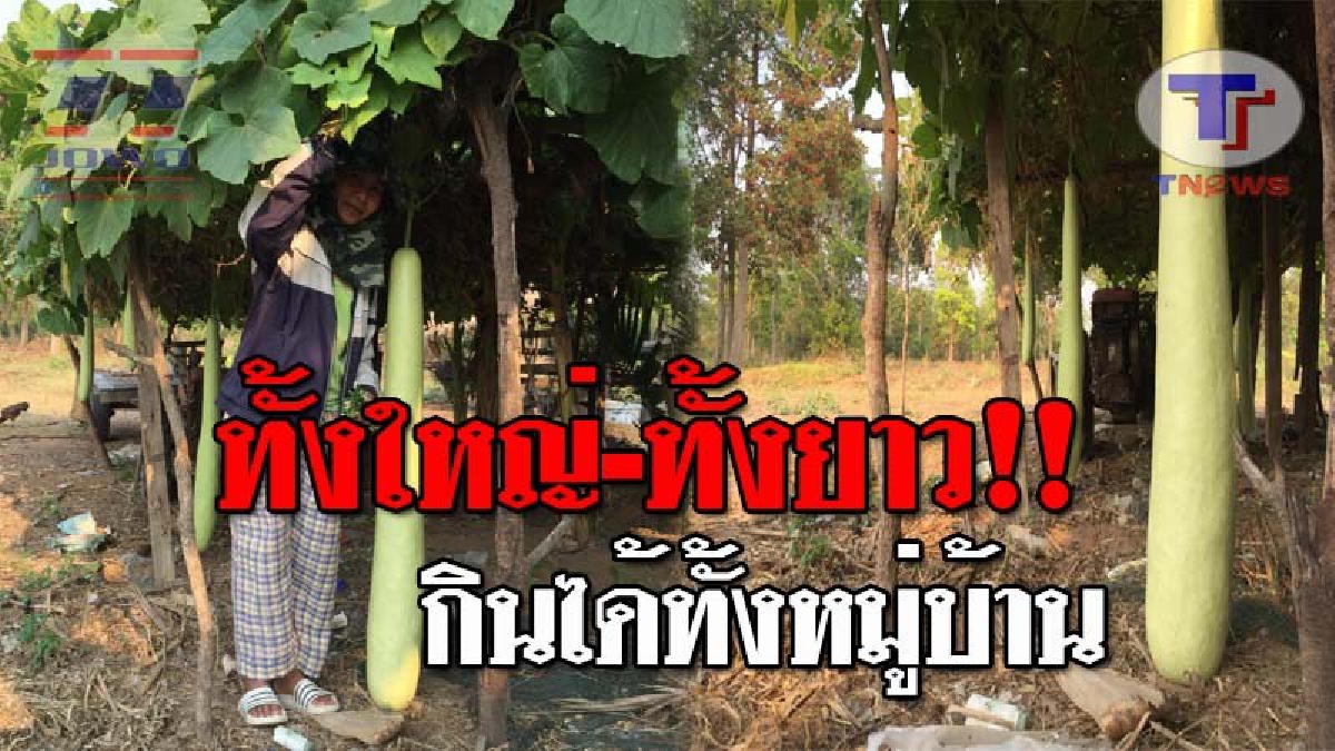 ฮือฮาทั้งบาง..!! ดูกันแบบจะๆ น้ำเต้าประหลาด ทั้งใหญ่-ทั้งยาว ลูกเดียวกินกันได้ทั้งหมู่บ้าน อร่อยคุ้ม แถมได้ราคาดี 4 ลูก 600 บาท!? (ชมคลิป)