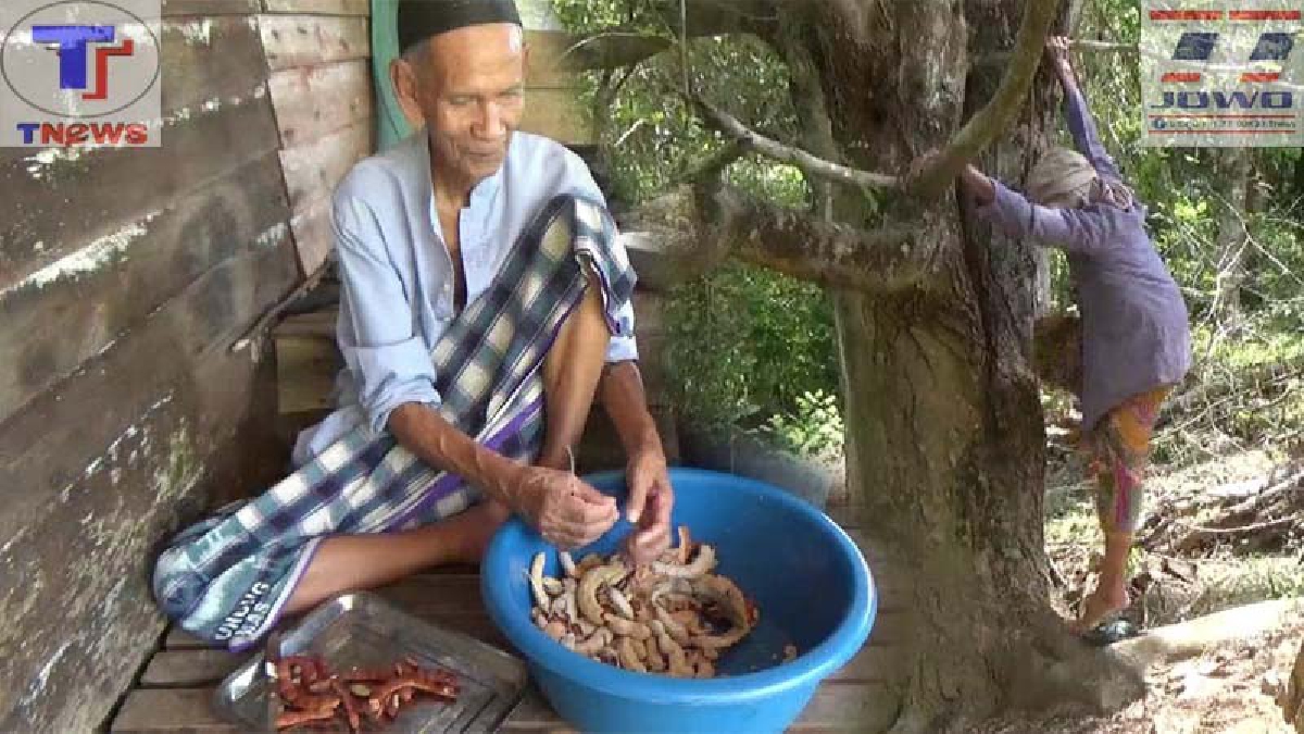 อายุเป็นเพียงตัวเลข !! สุดทึ่งยายวัย 72 ปี โชว์พลัง ปีนต้นมะขามยักษ์ ก่อนโดดขย่ม ฝักมะขามสุกร่วงเต็มพื้น เก็บขายได้กำไรเพียบ (คลิป)