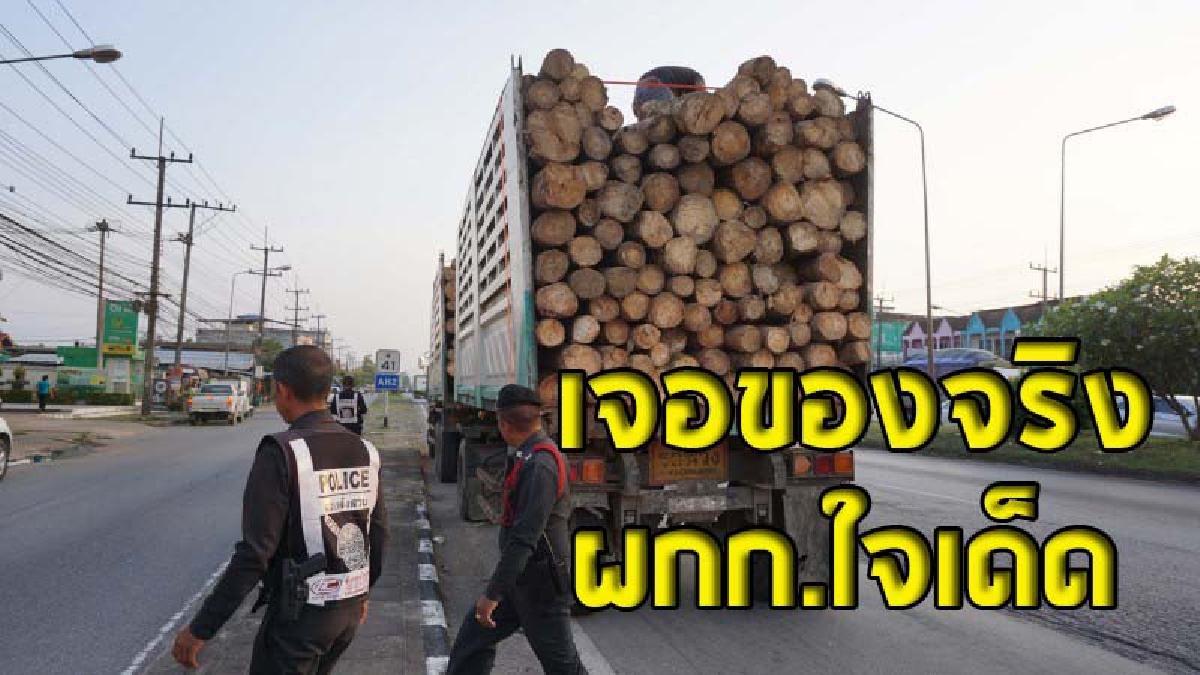 ชุ่ยไม่แคร์โลก ! ผกก.ขับรถจะไปงานศพ เจอรถพ่วงจอมชุ่ย ทำไม้ท่อนหนักหล่นเกลื่อนถนนเอเซีย หักหลบได้ฉิวเฉียด รีบซิ่งไล่กวดจนจับตัวได้ (คลิป)