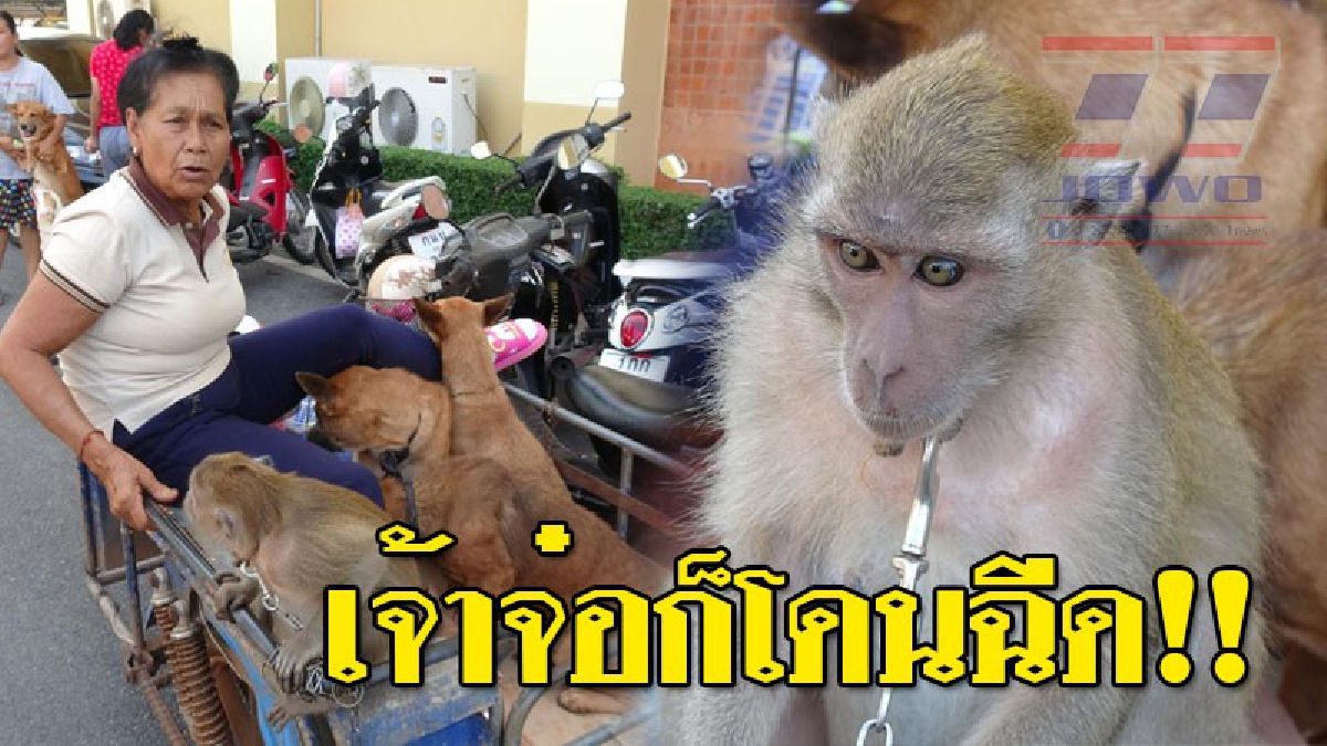 เจ้าจ๋อก็โดนฉีดวัคซีนป้องกันโรคพิษสุนัขบ้า!!! ชาวบ้านนำ ลิง แมว  หมา มารับวัคซีนป้องกันโรคพิษสุนัขบ้า พร้อมทำหมันฟรี 2 วัน