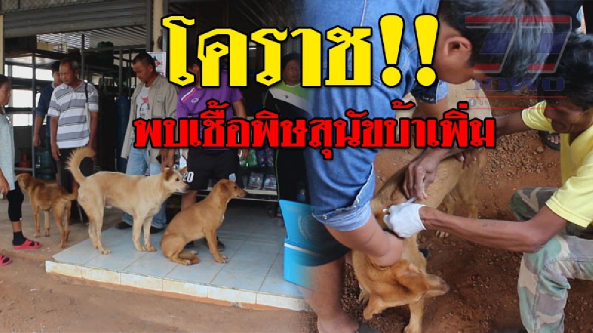 ด่วนที่สุด!!! โคราชพบ "เชื้อสุนัขบ้า" เพิ่มที่อำเภอครบุรี 2 ตำบล ทำให้ล่าสุดมีพื้นที่ต้องคุมการระบาดแล้ว 11 อำเภอ (ชมคลิป)