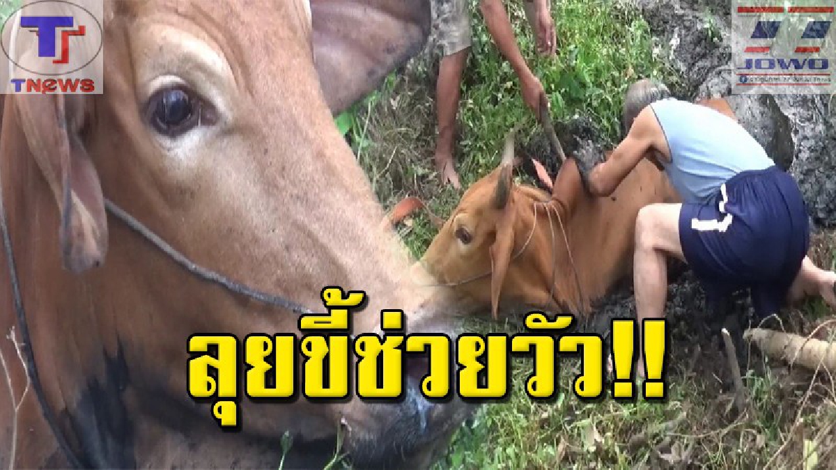 อุนจิไม่เป็นอุปสรรค !! สะเทือนไปทั้งใจ วัวเพศเมียพันธุ์บราห์มัน ตกบ่อเกรอะลึกกว่า 5 เมตร ดิ้นหนีเอาชีวิตรอด แทบหมดแรง (คลิป)