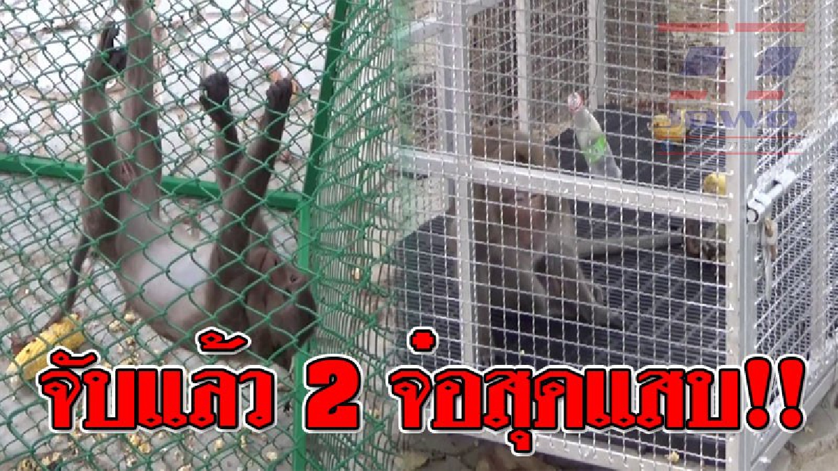 ทำวุ่นไปทั้งเมือง ! รวบแล้ว 2 จ๋อป่วนเมือง เจ้าหน้าที่ทรัพยากรธรรมชาตินำกรงมาวางแล้วใช้อาหารล่อ..!? (ชมคลิป)