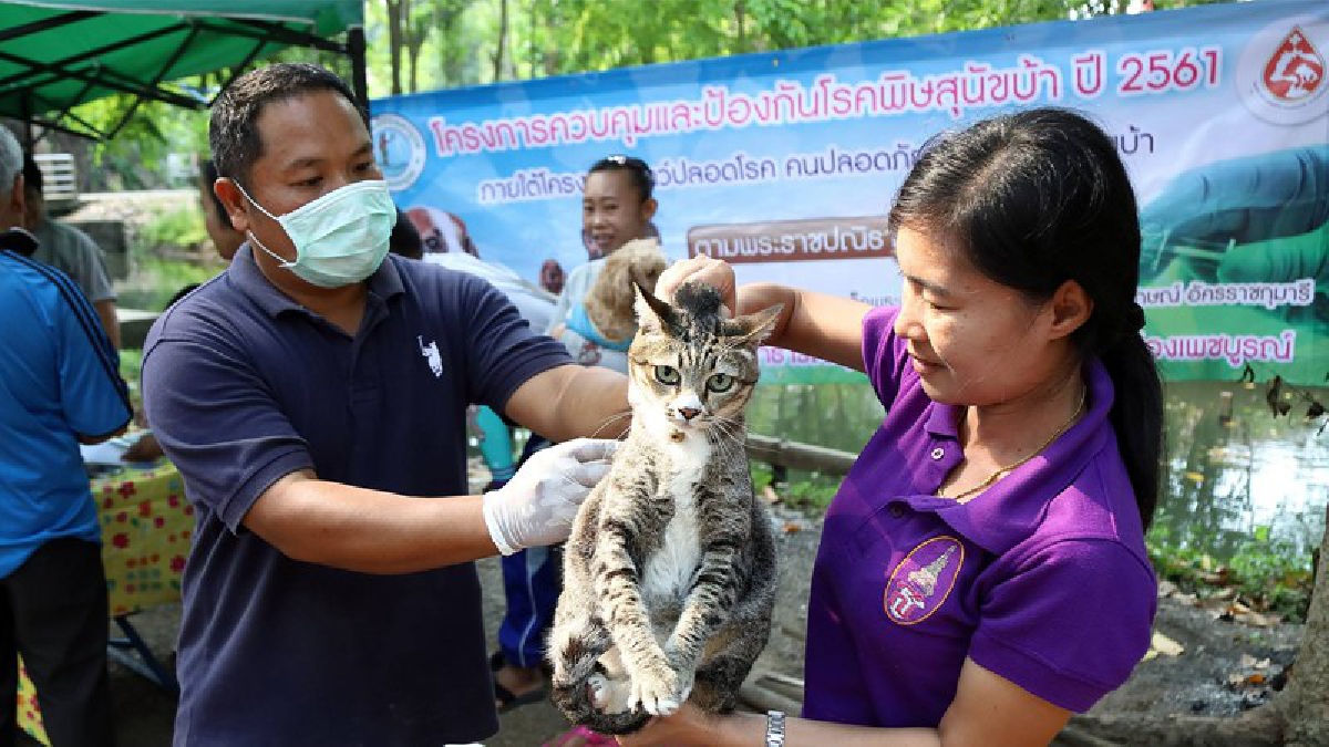 ป้องกันไว้ก่อน..! ปูพรมฉีดวัคซีนให้สุนัขและแมวในเขตเทศบาลเมืองเพชรบูรณ์